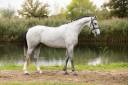 Mare AES Anglo European Studbook For sale 2021 Grey