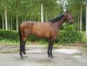 Gelding Selle Français For sale 2021 Bay