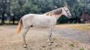 Entire PRE Pure Spanish Bred For sale 2023 Grey