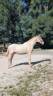 Entire PRE Pure Spanish Bred For sale 2023 Perlino