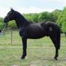 Entire PRE Pure Spanish Bred For sale 2022 Black