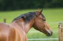 Gelding Selle Français For sale 2018 Bay