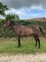 Broodmare Thoroughbred For sale 2020 Bay