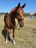 Gelding Selle Français For sale 2016 Bay
