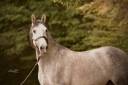 Gelding PRE Pure Spanish Bred For sale 2021 Grey