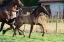 Colt KWPN Dutch Warmblood For sale 2025 Black
