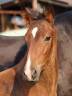 Colt KWPN Dutch Warmblood For sale 2025 Bay
