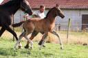 Colt KWPN Dutch Warmblood For sale 2025 Bay