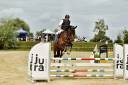 Gelding Selle Français For sale 2008 Bay