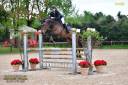 Gelding Holsteiner For sale 2017 Dark Bay