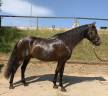 Gelding PRE Pure Spanish Bred For sale 2021 Dark Bay