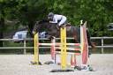 Gelding Connemara For sale 2013 Bay