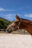 Gelding Hanoverian For sale 2018 Chesnut
