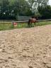 Gelding Irish Thoroughbred For sale 2020 Bay