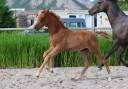 Filly Hanoverian For sale 2025 Chesnut