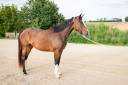 Broodmare Zangersheide For sale 2020 Bay