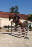 Gelding Swiss Warmblood For sale 2018 Liver chestnut