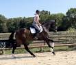 Gelding Oldenburg For sale 2020 Dark Bay