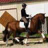 Gelding Hanoverian For sale 2021 Chesnut