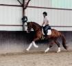 Gelding Hanoverian For sale 2022 Chesnut