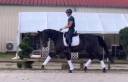 Gelding Hanoverian For sale 2021 Dark Bay