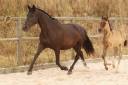 Broodmare PRE Pure Spanish Bred For sale 2009 Black