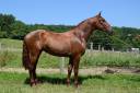 Entire PRE Pure Spanish Bred For sale 2022 Chesnut