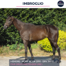 Gelding AQPS For sale 2018 Dark Bay