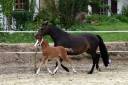 Colt French Saddle Pony For sale 2024 Bay