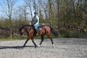 Mare Belgian Half Blood For sale 2014 Bay
