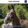 Mare Thoroughbred For sale 2020 Grey