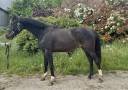 Filly Zangersheide For sale 2023 Dark Bay