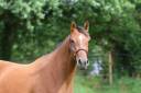 Broodmare Zangersheide For sale 2022 Bay
