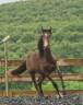 Filly PRE Pure Spanish Bred For sale 2025 Bay