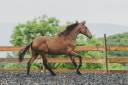 Filly PRE Pure Spanish Bred For sale 2024 Other color