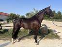 Gelding Hanoverian For sale 2022 Black