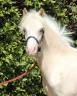Colt Welsh Pony (Section A) For sale 2024 Palomino