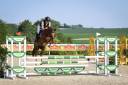 Gelding French Saddle Pony For sale 2021 Chesnut
