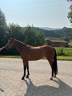 Mare Welsh Part Bred For sale 2022 Bay