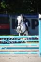 Mare French Saddle Pony For sale 2012 Grey