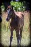 Colt Other Pony Breed For sale 2025 Grey
