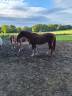 Gelding Warmblood For sale 2023 Chesnut
