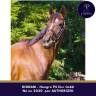 Gelding Thoroughbred For sale 2020 Bay
