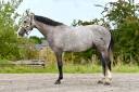 Gelding sBs Belgian Warmblood For sale 2021 Grey