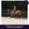 Gelding Thoroughbred For sale 2022 Bay