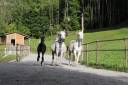 Equestrian property  Ain