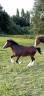 Entire Welsh Pony (Section A) For sale 2023 Dark Bay