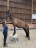 Mare PRE Pure Spanish Bred For sale 2022 Black