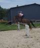 Gelding French Saddle Pony For loan 2017 Liver chestnut