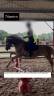 Mare Shetland Pony For sale 2012 Chesnut